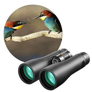 Bird Watching